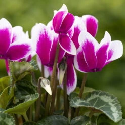 Alpenveilchen 'Picola Shine', Weiß-violett, Topf-Ø 10,5cm, Höhe Ca 23cm, 6er-Set -Compo Verkaufsgeschäft 0210600488 Cyclamen Goblet Shine violett 6er Set