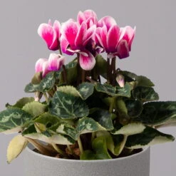 Alpenveilchen 'Picola Shine', Weiß-violett, Topf-Ø 10,5cm, Höhe Ca 23cm, 6er-Set -Compo Verkaufsgeschäft 0210600488 Cyclamen Picola Shine violett 10cm 6er Set 2 115125