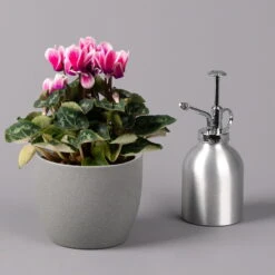 Alpenveilchen 'Picola Shine', Weiß-violett, Topf-Ø 10,5cm, Höhe Ca 23cm, 6er-Set -Compo Verkaufsgeschäft 0210600488 Cyclamen Picola Shine violett 10cm 6er Set 3 115126