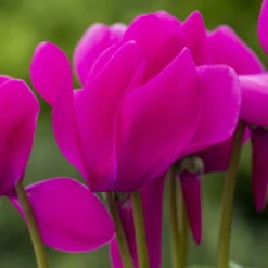 Alpenveilchen, Farbe Zufällig, Topf-Ø 10,5 Cm, Höhe Ca. 23 Cm, 6er-Set 28 Alpenveilchen, Farbe Zufällig, Topf-Ø 10,5 Cm, Höhe Ca. 23 Cm, 6er-Set -Compo Verkaufsgeschäft 0210600490 Cyclamen Mix 6er Set 2