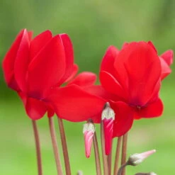 Alpenveilchen, Farbe Zufällig, Topf-Ø 10,5 Cm, Höhe Ca. 23 Cm, 6er-Set 26 Alpenveilchen, Farbe Zufällig, Topf-Ø 10,5 Cm, Höhe Ca. 23 Cm, 6er-Set -Compo Verkaufsgeschäft 0210600490 Cyclamen Mix 6er Set 3