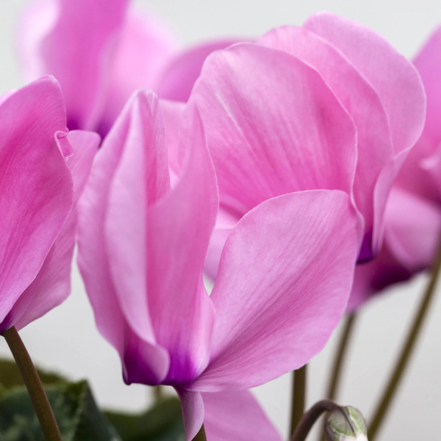 Alpenveilchen, Farbe Zufällig, Topf-Ø 10,5 Cm, Höhe Ca. 23 Cm, 6er-Set 4 Alpenveilchen, Farbe Zufällig, Topf-Ø 10,5 Cm, Höhe Ca. 23 Cm, 6er-Set - Image 4