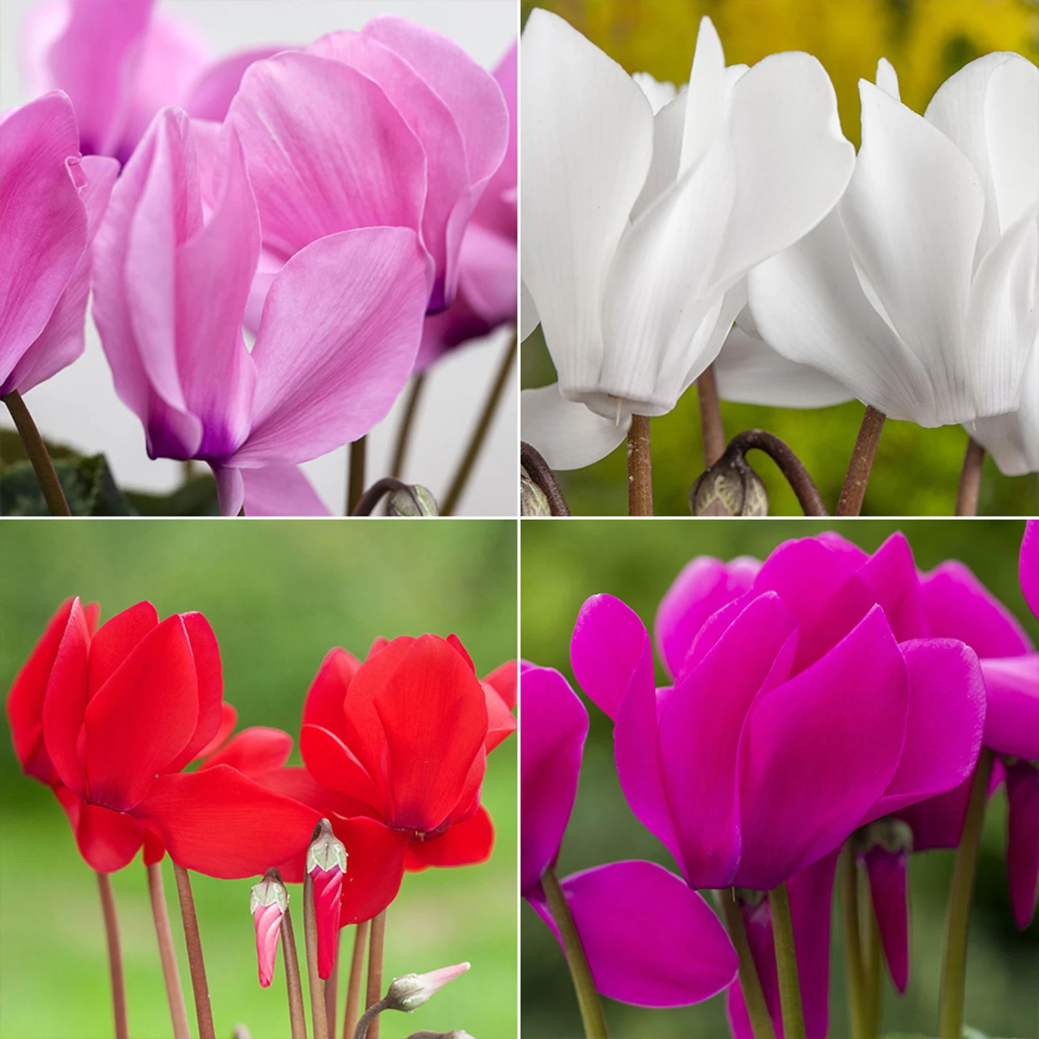 Alpenveilchen, Farbe Zufällig, Topf-Ø 10,5 Cm, Höhe Ca. 23 Cm, 6er-Set 2 Alpenveilchen, Farbe Zufällig, Topf-Ø 10,5 Cm, Höhe Ca. 23 Cm, 6er-Set - Image 2