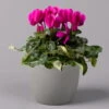 Alpenveilchen, Lila, Topf-Ø 10,5 Cm, Höhe Ca. 23 Cm, 6er-Set -Compo Verkaufsgeschäft 0210600490 Cyclamen Mix T10 lila 6er Set 1 115224 1