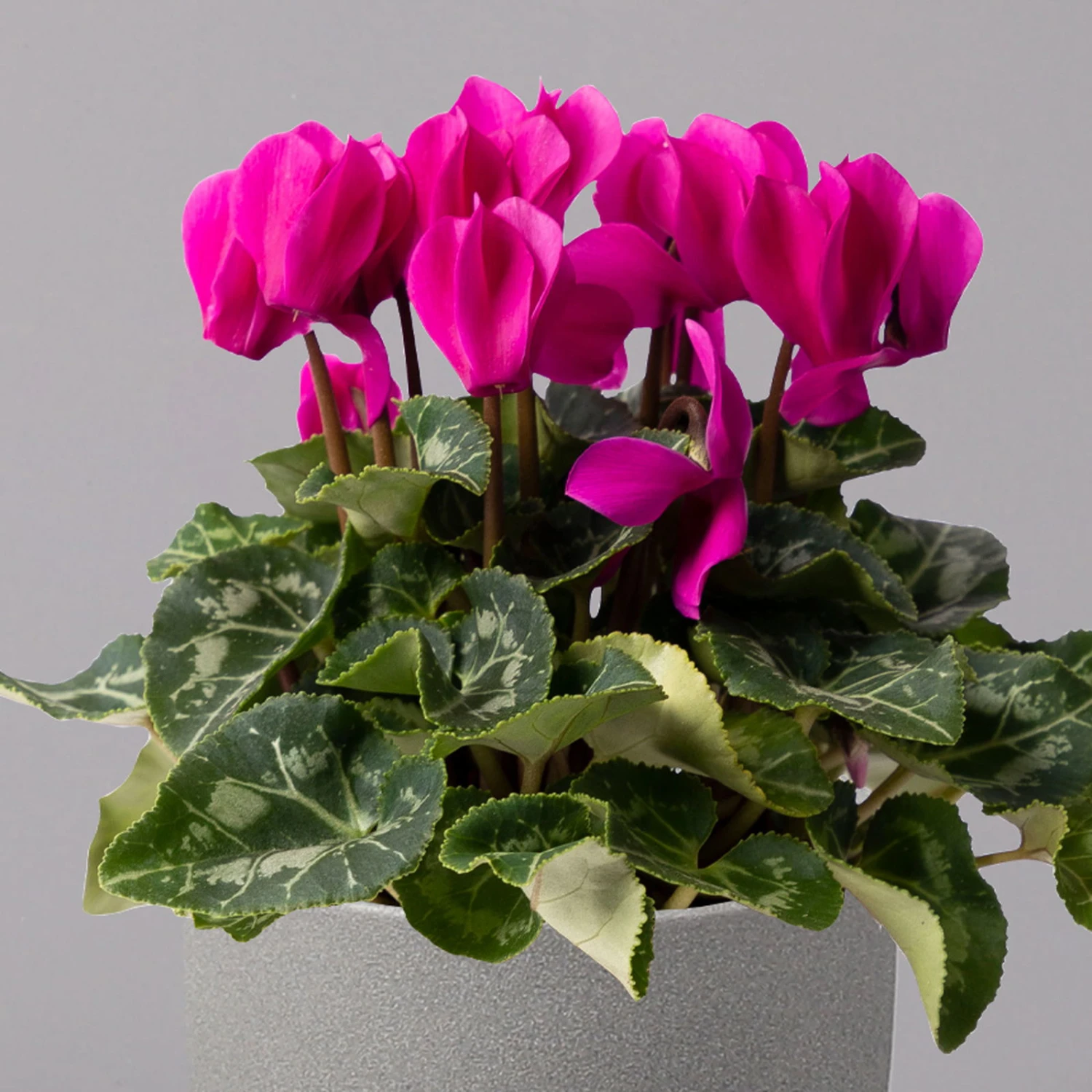 Alpenveilchen, Farbe Zufällig, Topf-Ø 10,5 Cm, Höhe Ca. 23 Cm, 6er-Set 8 Alpenveilchen, Farbe Zufällig, Topf-Ø 10,5 Cm, Höhe Ca. 23 Cm, 6er-Set - Image 8