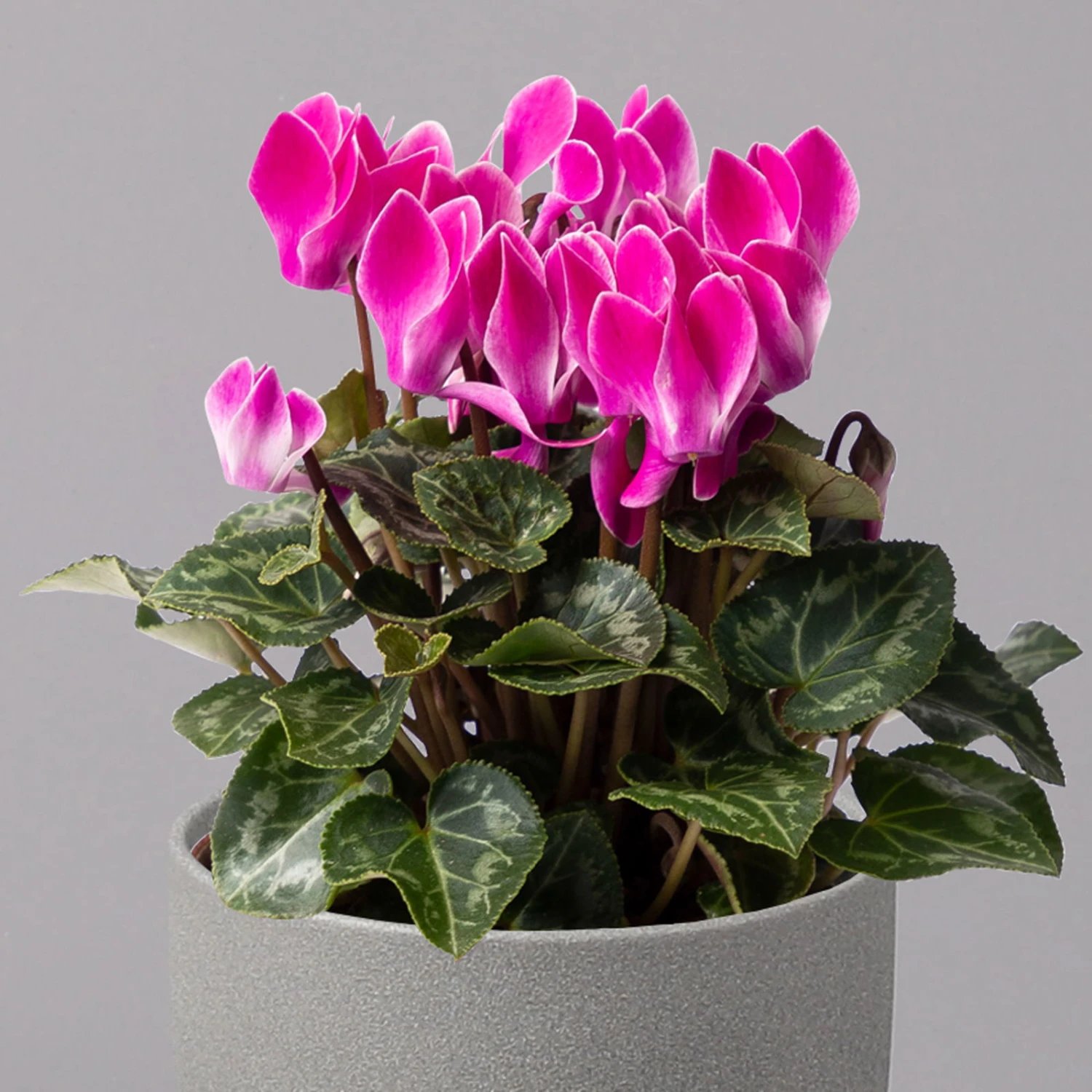 Alpenveilchen, Farbe Zufällig, Topf-Ø 10,5 Cm, Höhe Ca. 23 Cm, 6er-Set 14 Alpenveilchen, Farbe Zufällig, Topf-Ø 10,5 Cm, Höhe Ca. 23 Cm, 6er-Set - Image 14