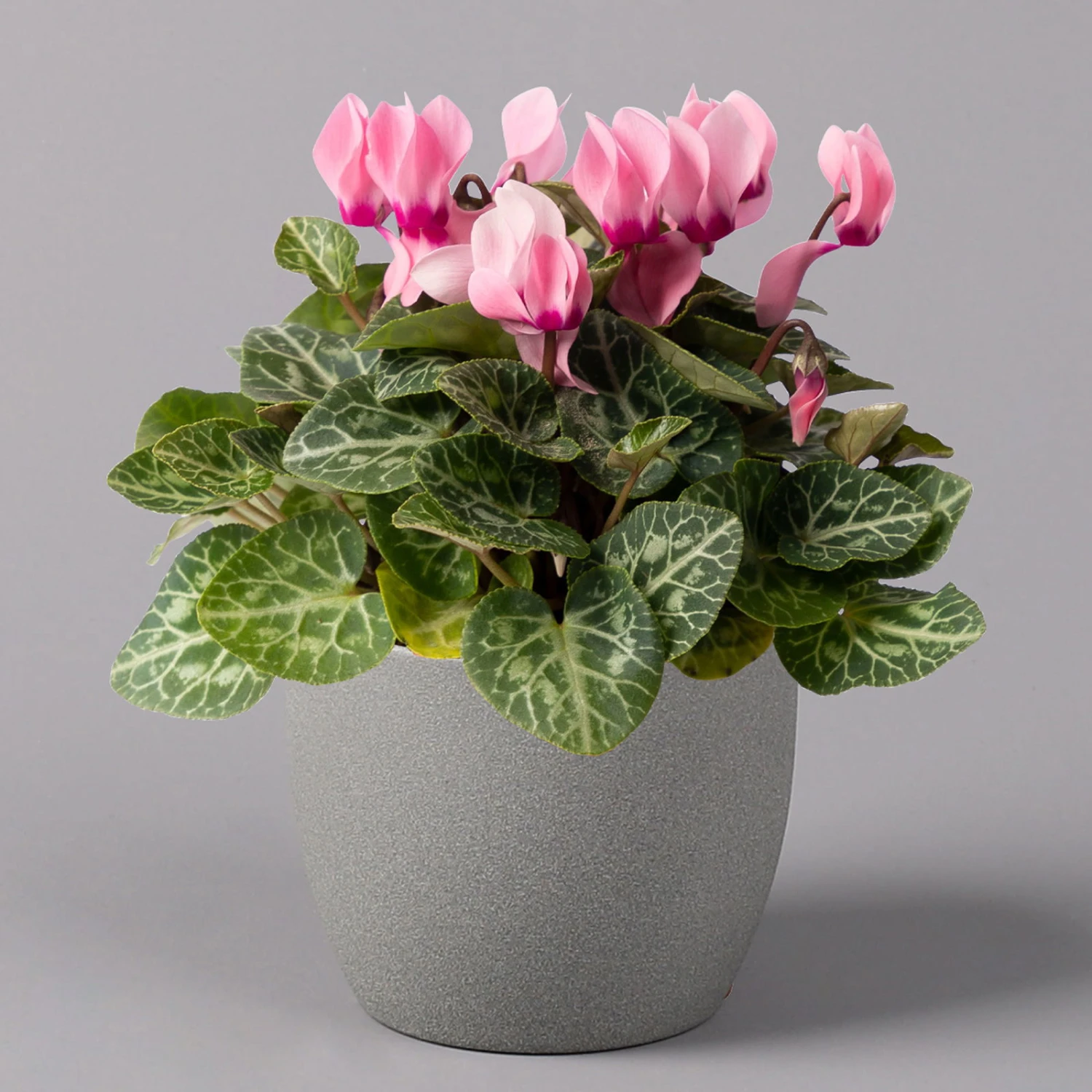 Alpenveilchen, Farbe Zufällig, Topf-Ø 10,5 Cm, Höhe Ca. 23 Cm, 6er-Set 18 Alpenveilchen, Farbe Zufällig, Topf-Ø 10,5 Cm, Höhe Ca. 23 Cm, 6er-Set - Image 18