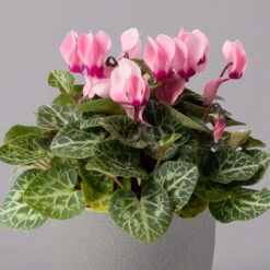 Alpenveilchen, Farbe Zufällig, Topf-Ø 10,5 Cm, Höhe Ca. 23 Cm, 6er-Set 38 Alpenveilchen, Farbe Zufällig, Topf-Ø 10,5 Cm, Höhe Ca. 23 Cm, 6er-Set -Compo Verkaufsgeschäft 0210600490 Cyclamen Mix T10 rosa 6er Set 2 115220