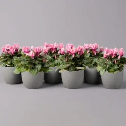 Alpenveilchen, Farbe Zufällig, Topf-Ø 10,5 Cm, Höhe Ca. 23 Cm, 6er-Set 36 Alpenveilchen, Farbe Zufällig, Topf-Ø 10,5 Cm, Höhe Ca. 23 Cm, 6er-Set -Compo Verkaufsgeschäft 0210600490 Cyclamen Mix T10 rosa 6er Set 115218