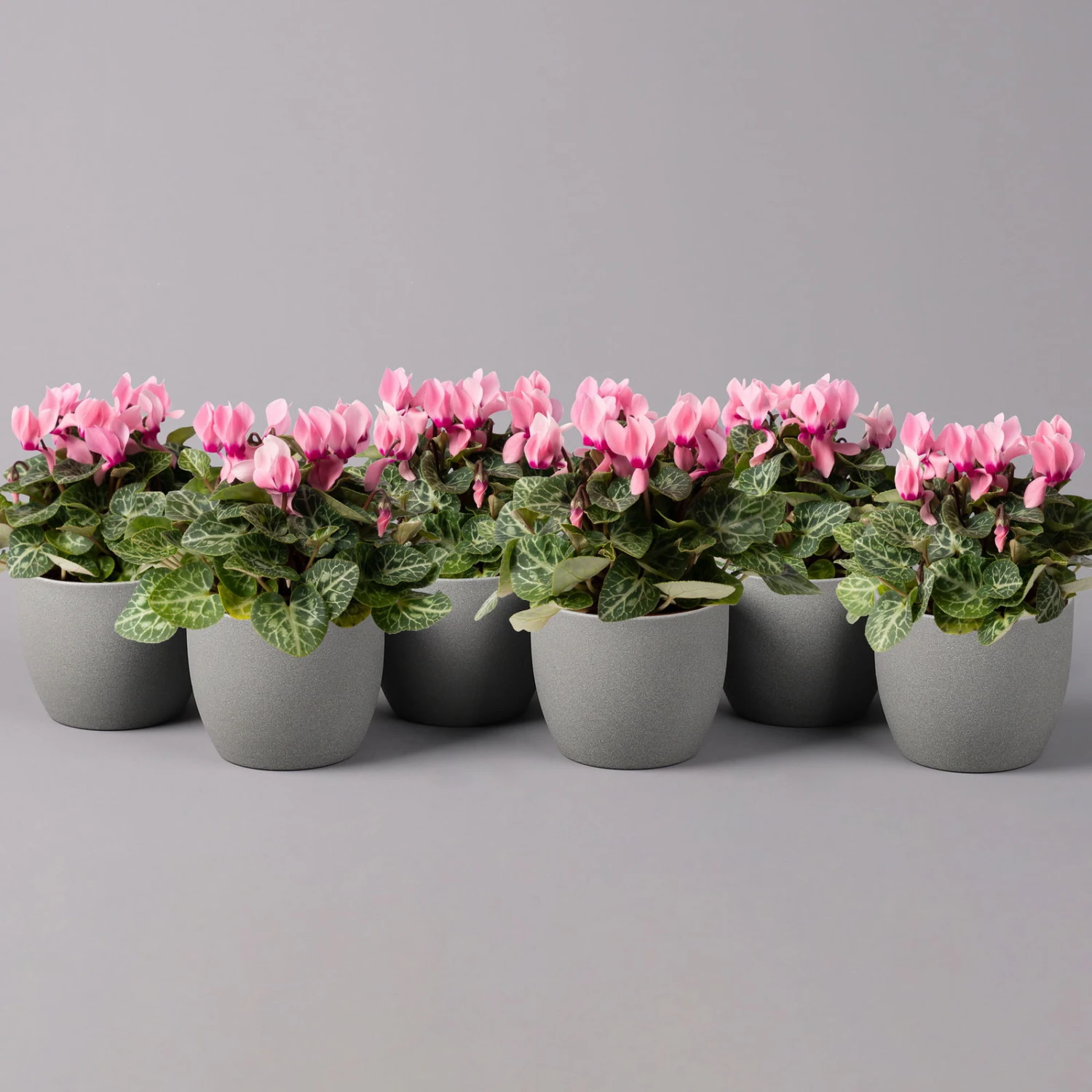 Alpenveilchen, Farbe Zufällig, Topf-Ø 10,5 Cm, Höhe Ca. 23 Cm, 6er-Set 17 Alpenveilchen, Farbe Zufällig, Topf-Ø 10,5 Cm, Höhe Ca. 23 Cm, 6er-Set - Image 17