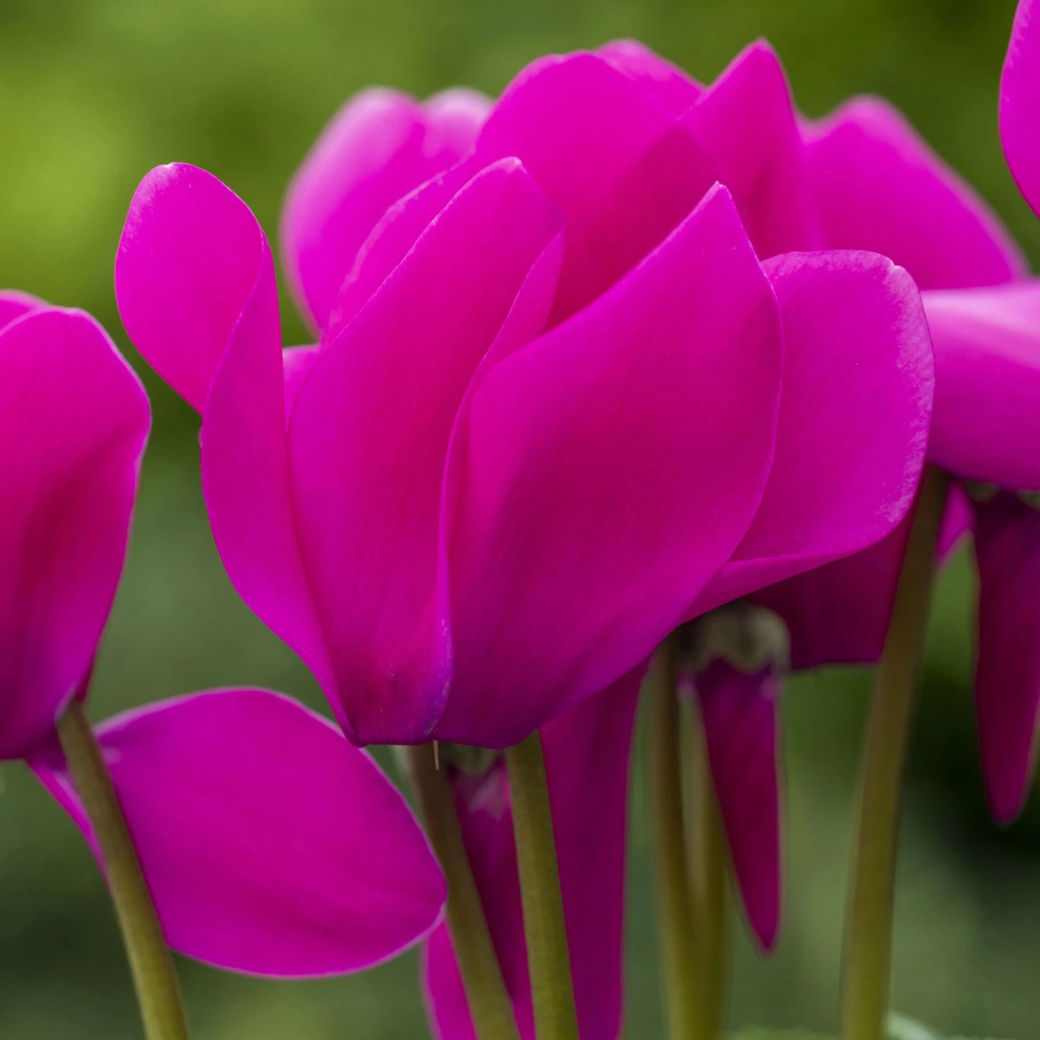 Alpenveilchen, Lila, Topf-Ø 10,5 Cm, Höhe Ca. 23 Cm, 6er-Set 2 Alpenveilchen, Lila, Topf-Ø 10,5 Cm, Höhe Ca. 23 Cm, 6er-Set - Image 2