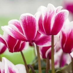 Alpenveilchen, Zweifarbig, Zufällige Farbe, Topf-Ø 13 Cm, Höhe Ca. 30cm, 3er-Set 8 Alpenveilchen, Zweifarbig, Zufällige Farbe, Topf-Ø 13 Cm, Höhe Ca. 30cm, 3er-Set -Compo Verkaufsgeschäft 0210600497 Cyclamen Halios Fantasia Mix 3er Set 1