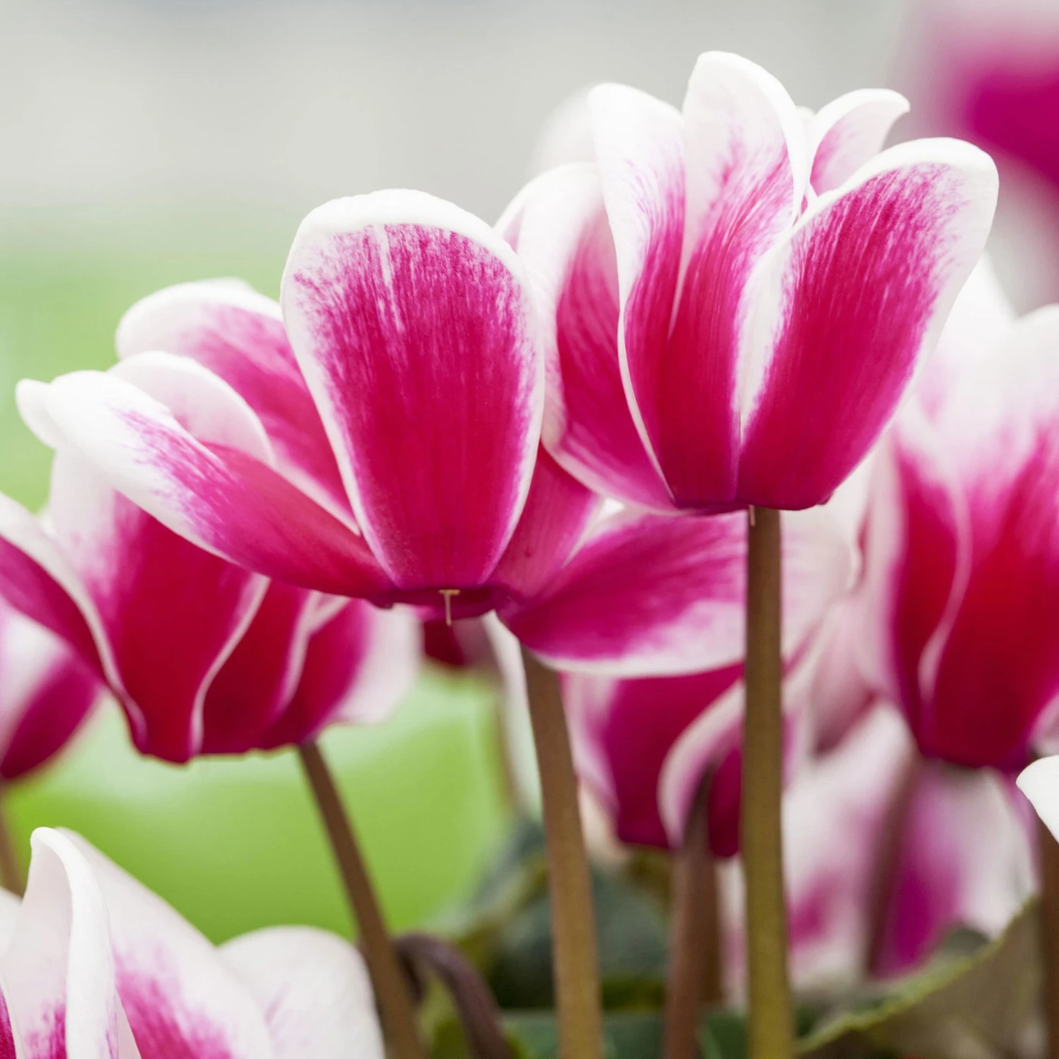 Alpenveilchen, Zweifarbig, Zufällige Farbe, Topf-Ø 13 Cm, Höhe Ca. 30cm, 3er-Set 3 Alpenveilchen, Zweifarbig, Zufällige Farbe, Topf-Ø 13 Cm, Höhe Ca. 30cm, 3er-Set - Image 3