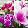 Alpenveilchen, Zweifarbig, Zufällige Farbe, Topf-Ø 13 Cm, Höhe Ca. 30cm, 3er-Set -Compo Verkaufsgeschäft 0210600497 Cyclamen Halios Fantasia Mix 3er Set
