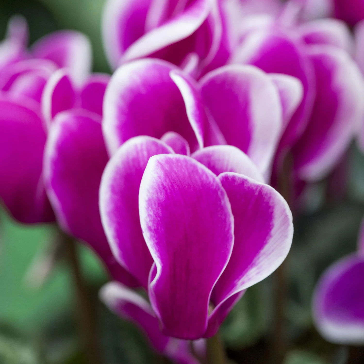 Alpenveilchen, Zweifarbig, Zufällige Farbe, Topf-Ø 13 Cm, Höhe Ca. 30cm, 3er-Set 2 Alpenveilchen, Zweifarbig, Zufällige Farbe, Topf-Ø 13 Cm, Höhe Ca. 30cm, 3er-Set - Image 2