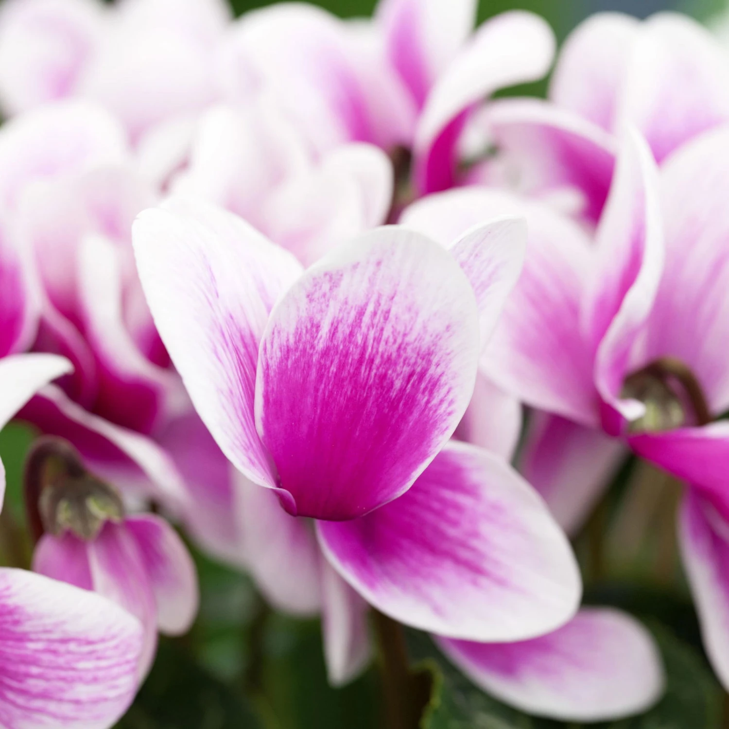 Alpenveilchen, Zweifarbig, Zufällige Farbe, Topf-Ø 13 Cm, Höhe Ca. 30cm, 3er-Set 4 Alpenveilchen, Zweifarbig, Zufällige Farbe, Topf-Ø 13 Cm, Höhe Ca. 30cm, 3er-Set - Image 4