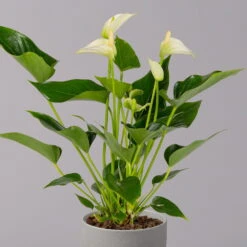 Flamingoblume 'White Champion', Weiß, Topf-Ø 12 Cm, Höhe Ca. 35 Cm -Compo Verkaufsgeschäft 0210650113 Anthurium andr White Champion 12 cm 2 114719