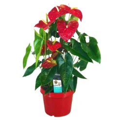 Flamingoblume 'Dakota', Rot, Topf-Ø 26 Cm, Höhe Ca. 80 Cm -Compo Verkaufsgeschäft 0210650121 Anthurium Andreanum Dakota 26cm T H80cm