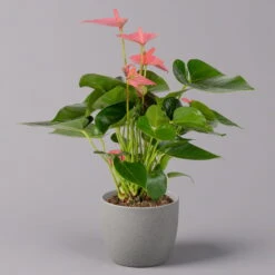 Flamingoblume 'Pink Champion', Topf-Ø 12 Cm, Höhe Ca. 35 Cm, 3er-Set -Compo Verkaufsgeschäft 0210650281 Anthurium Andreanum Pink Champion 12cm 1 114742 1
