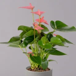 Flamingoblume 'Pink Champion', Topf-Ø 12 Cm, Höhe Ca. 35 Cm -Compo Verkaufsgeschäft 0210650281 Anthurium Andreanum Pink Champion 12cm 2 114743