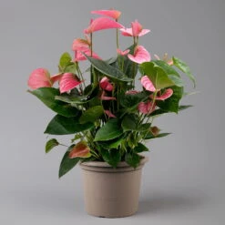 Flamingoblume 'Pink Champion', Pink, Topf-Ø 21 Cm, Höhe Ca. 65 Cm -Compo Verkaufsgeschäft 0210650450 Anthurium andrPink Champion T21 H65 1 126767
