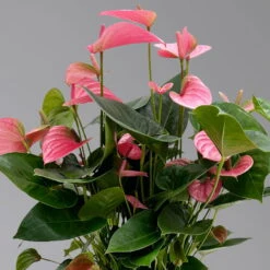 Neue Veröffentlichungen -Compo Verkaufsgeschäft 0210650450 Anthurium andrPink Champion T21 H65 4 126765