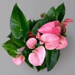 Flamingoblume 'Pink Champion', Pink, Topf-Ø 21 Cm, Höhe Ca. 65 Cm -Compo Verkaufsgeschäft 0210650450 Anthurium andrPink Champion T21 H65 5 126764
