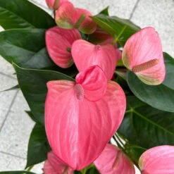 Flamingoblume 'Pink Champion', Pink, Topf-Ø 21 Cm, Höhe Ca. 65 Cm -Compo Verkaufsgeschäft 0210650450 Anthurium andrPink Champion T21 H65 6 126746