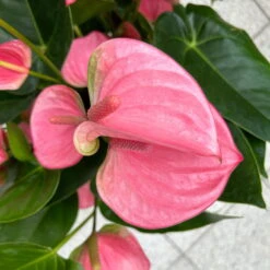 Flamingoblume 'Pink Champion', Pink, Topf-Ø 21 Cm, Höhe Ca. 65 Cm -Compo Verkaufsgeschäft 0210650450 Anthurium andrPink Champion T21 H65 7 126745