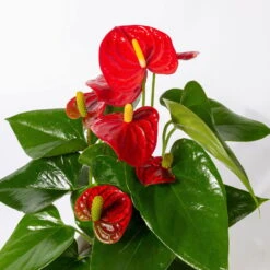 Flamingoblumen Mix Inkl. Übertopf Dallas Weiß, Topf-Ø 12 Cm, 2er-Set -Compo Verkaufsgeschäft 0210650524 Anthurium pink rot inkl Keramik 3er Set 3 1