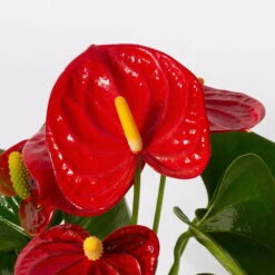 Flamingoblumen Mix Inkl. Übertopf Dallas Weiß, Topf-Ø 12 Cm, 2er-Set -Compo Verkaufsgeschäft 0210650524 Anthurium pink rot inkl Keramik 3er Set 5 1