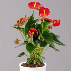Flamingoblumen Mix Inkl. Übertopf Dallas Weiß, Topf-Ø 12 Cm, 2er-Set -Compo Verkaufsgeschäft 0210650541 Anthurium rot inkl Dallas weiss 2 114752 1