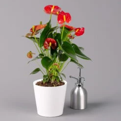 Flamingoblumen Mix Inkl. Übertopf Dallas Weiß, Topf-Ø 12 Cm, 2er-Set -Compo Verkaufsgeschäft 0210650541 Anthurium rot inkl Dallas weiss 3 114753 1