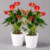 Flamingoblumen Mix Inkl. Übertopf Dallas Weiß, Topf-Ø 12 Cm, 2er-Set -Compo Verkaufsgeschäft 0210650542 Anthurium rot inkl Dallas weiss 2er Set 114754