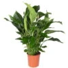 Einblatt 'Sweet Silvana', Topf-Ø 24 Cm, Höhe Ca. 90 Cm -Compo Verkaufsgeschäft 0210660060 Spathiphyllum Sweet Silvana 24cm T H 90cm
