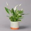 Einblatt 'Bellini' In Keramiktopf Lauren Grün, Topf-Ø 13 Cm, Höhe Ca. 30 Cm -Compo Verkaufsgeschäft 0210660085 Spathiphyllum mit Uebertopf Lauren gruen 1