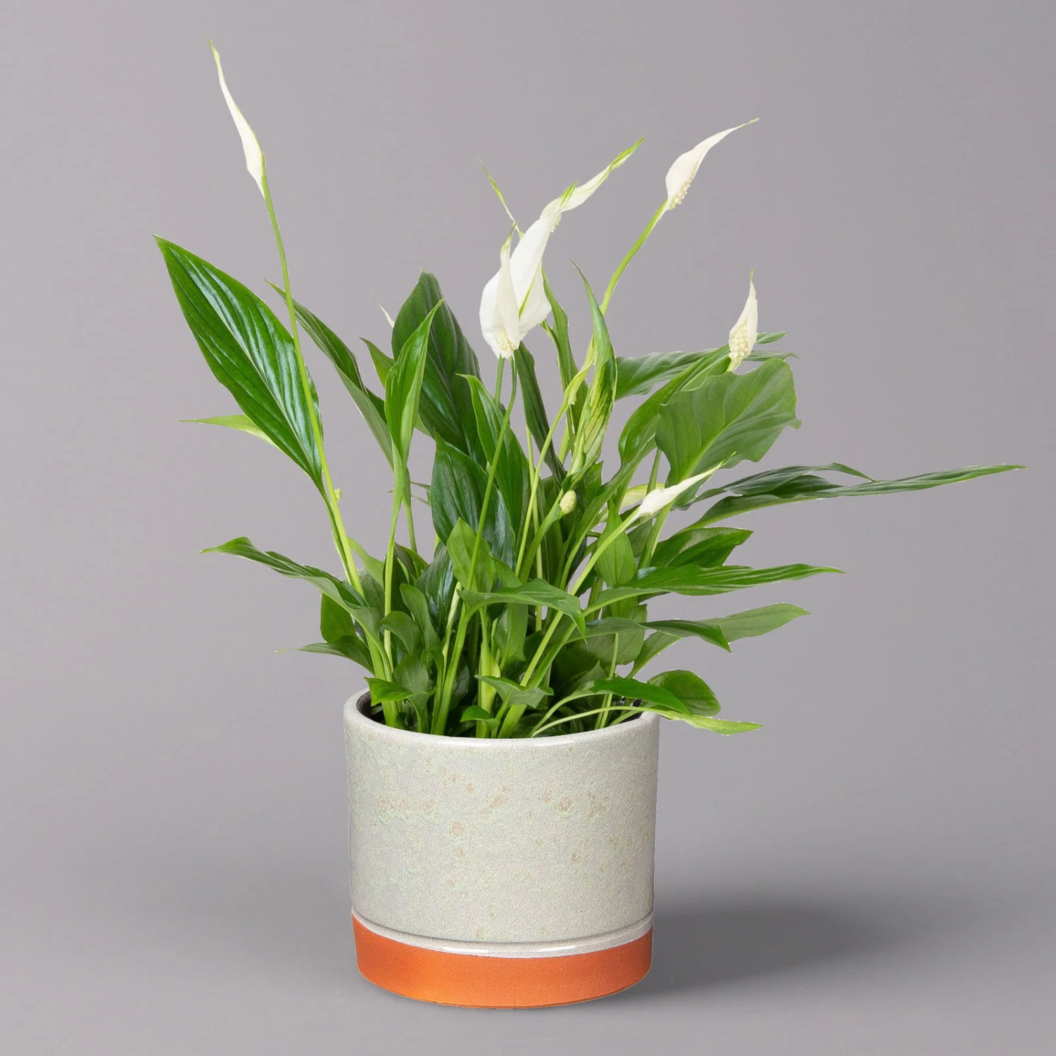 Einblatt 'Bellini' In Keramiktopf Lauren Grün, Topf-Ø 13 Cm, Höhe Ca. 30 Cm 1 Einblatt 'Bellini' In Keramiktopf Lauren Grün, Topf-Ø 13 Cm, Höhe Ca. 30 Cm