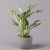 Einblatt 'Diamond', Topf-Ø 12 Cm, Höhe Ca. 40 Cm -Compo Verkaufsgeschäft 0210660089 Spathiphyllum Diamond 12cm 1 115546