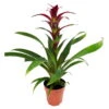 Guzmania 'Indian Night', Topf-Ø 12 Cm, Rot, Höhe Ca. 50 Cm 10 Guzmania 'Indian Night', Topf-Ø 12 Cm, Rot, Höhe Ca. 50 Cm -Compo Verkaufsgeschäft 0210750201 Guzmania Indian Night H50cm