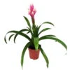 Guzmania 'Candy', Rosa-weiß, Topf-Ø 13 Cm, Höhe Ca. 55 Cm -Compo Verkaufsgeschäft 0210750225 Guzmania Candy Rosa Weiss