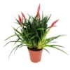 Vriesea Multiflower 'Astrid', Rot, Topf-Ø 12 Cm, Höhe Ca. 35 Cm 10 Vriesea Multiflower 'Astrid', Rot, Topf-Ø 12 Cm, Höhe Ca. 35 Cm -Compo Verkaufsgeschäft 0210750324 Vriesea multiflower Astrid Rot