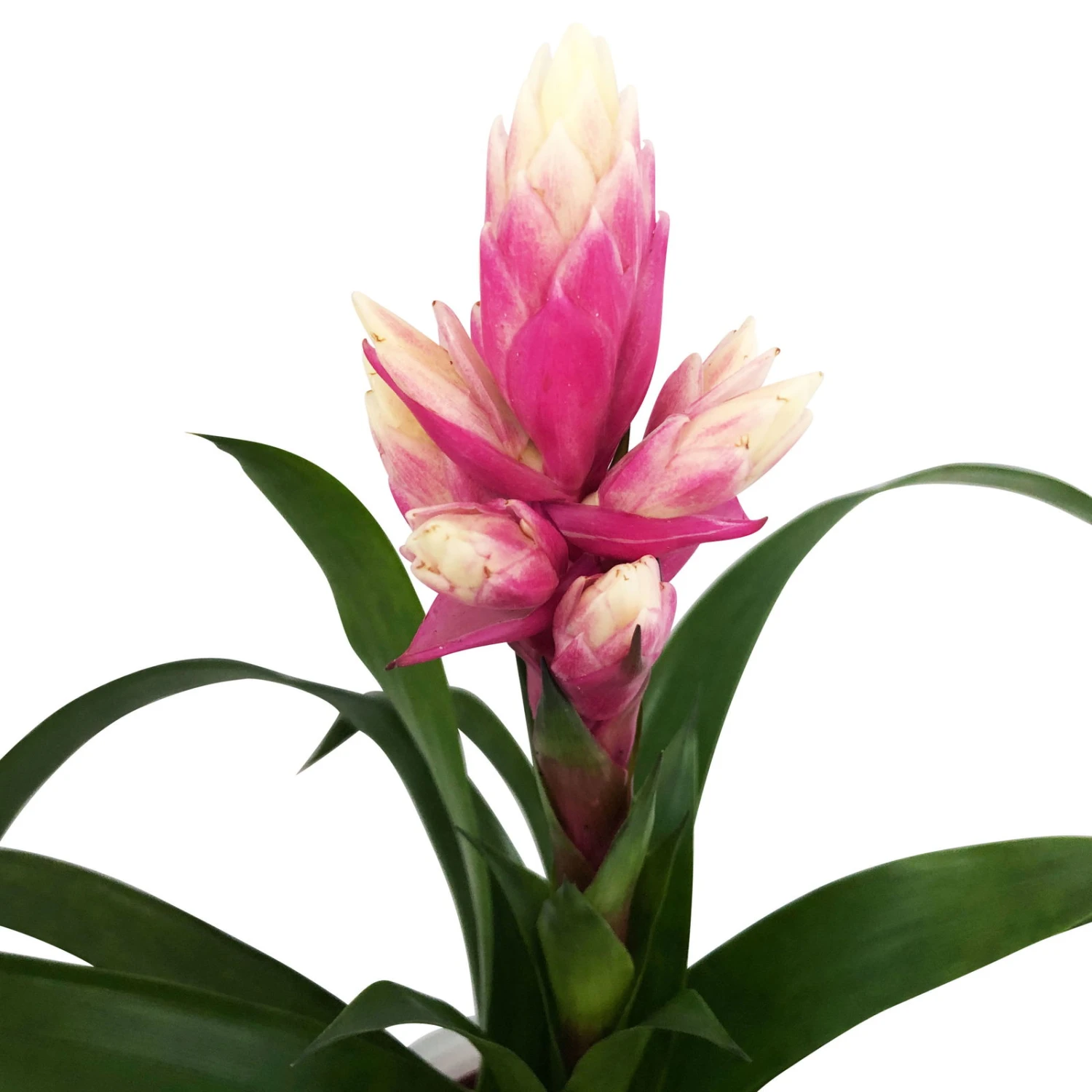 Guzmania 'Candy', Rosa-weiß, Topf-Ø 13 Cm, Mit Korb Maki, Höhe Ca. 55 Cm 2 Guzmania 'Candy', Rosa-weiß, Topf-Ø 13 Cm, Mit Korb Maki, Höhe Ca. 55 Cm - Image 2
