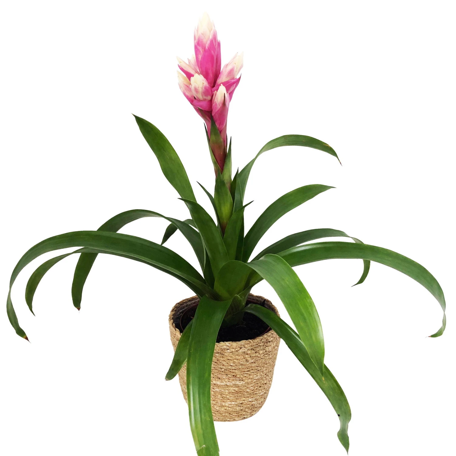 Guzmania 'Candy', Rosa-weiß, Topf-Ø 13 Cm, Mit Korb Maki, Höhe Ca. 55 Cm 1 Guzmania 'Candy', Rosa-weiß, Topf-Ø 13 Cm, Mit Korb Maki, Höhe Ca. 55 Cm