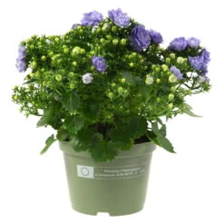 Glockenblume 'Like Mee'®, Blau Und Weiß, Topf-Ø 10,5 Cm, Höhe Ca. 15 Cm, 6er-Set -Compo Verkaufsgeschäft 0210800201 Campanula Like Mee blau 6er Set 6xblau 105cm Topf2