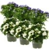 Glockenblume 'Like Mee'®, Blau Und Weiß, Topf-Ø 10,5 Cm, Höhe Ca. 15 Cm, 6er-Set -Compo Verkaufsgeschäft 0210800203 Campanula Like Mee blau weiss 6er Set 3xblau 3xweiss