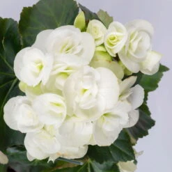 Elatior-Begonie, Topf-Ø 14 Cm, Weiß, Höhe Ca. 20-27 Cm, 4er-Set -Compo Verkaufsgeschäft 0210900295 Begonia Elatior T14 weiss 4er Set 42