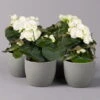 Elatior-Begonie, Topf-Ø 14 Cm, Weiß, Höhe Ca. 20-27 Cm, 4er-Set -Compo Verkaufsgeschäft 0210900295 Begonia Elatior weiss 12
