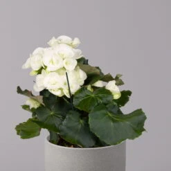 Elatior-Begonie, Topf-Ø 14 Cm, Weiß, Höhe Ca. 20-27 Cm, 4er-Set -Compo Verkaufsgeschäft 0210900295 Begonia Elatior weiss 32