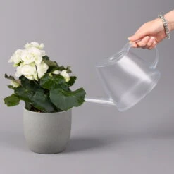 Elatior-Begonie, Topf-Ø 14 Cm, Weiß, Höhe Ca. 20-27 Cm, 4er-Set -Compo Verkaufsgeschäft 0210900295 Begonia Elatior weiss 42