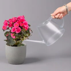 Elatior-Begonie, Topf-Ø 14 Cm, Rosatöne, Höhe Ca. 20-27 Cm, 4er-Set 10 Elatior-Begonie, Topf-Ø 14 Cm, Rosatöne, Höhe Ca. 20-27 Cm, 4er-Set -Compo Verkaufsgeschäft 0210900296 Begonia Elatior rosa 42